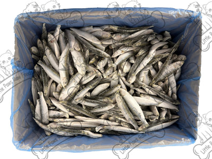 Frozen Baltic Sprats for Dogs and Cats in 3kg or 10kg Box - Little Paws Raw Foods